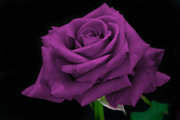 紫罗兰玫瑰的特写。图片下载