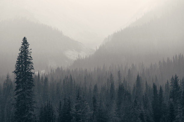 雾蒙蒙的山林图片下载