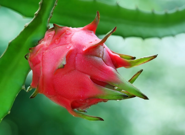 火龙果的特写素材图片