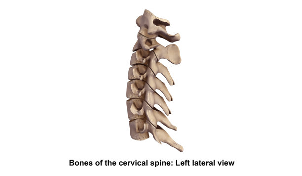 颈棘左侧侧面图图片下载