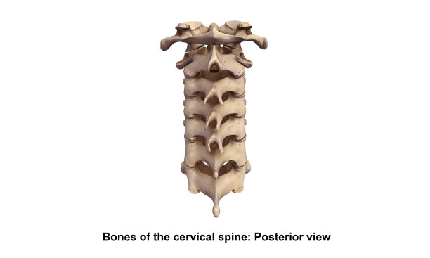 Cervicle spine_Posterior视图图片下载
