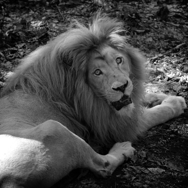 受惊的狮子图片下载