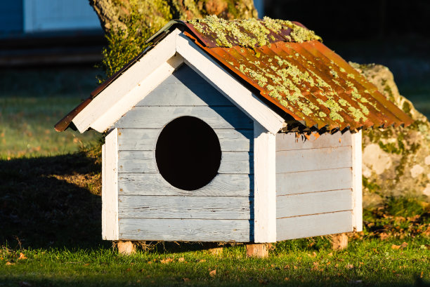 屋顶上有苔藓的小狗屋图片下载