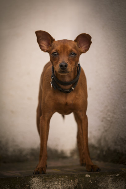 迷你品图片下载