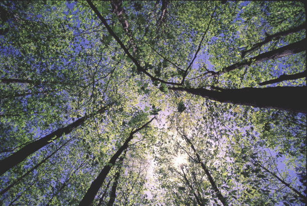 春天的树顶图片下载