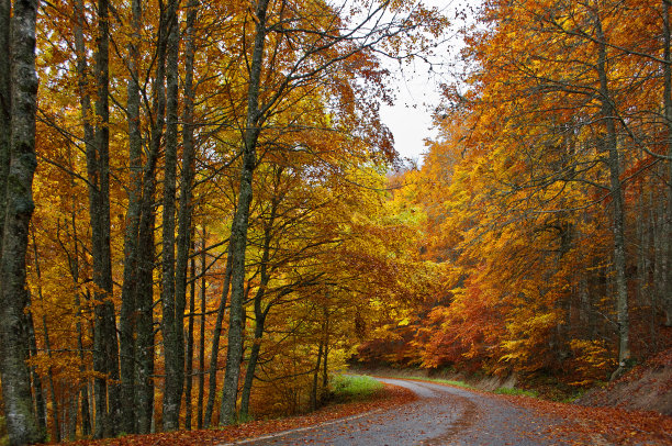 西班牙纳瓦拉伊拉蒂的林荫大道。秋天的旅行图片下载