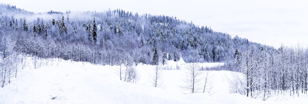 冬天的魔法。图片下载
