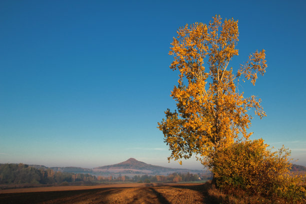 杰西尼·波拉内克 - 纽约客图片下载