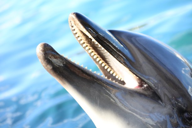 海豚的微笑图片下载