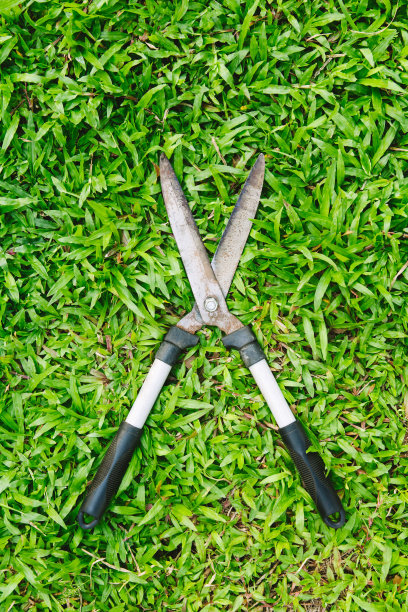 剪刀剪绿草图片下载