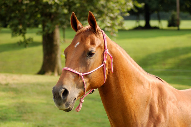 索雷尔·马雷图片下载
