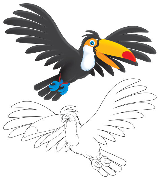 巨嘴鸟图片下载