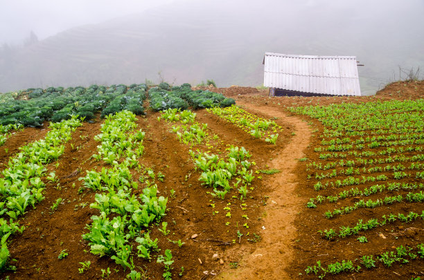蔬菜种植图片下载