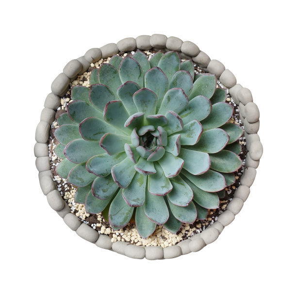 微型多汁植物图片下载