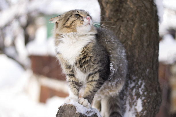 冬天毛茸茸的猫坐在树枝上图片下载
