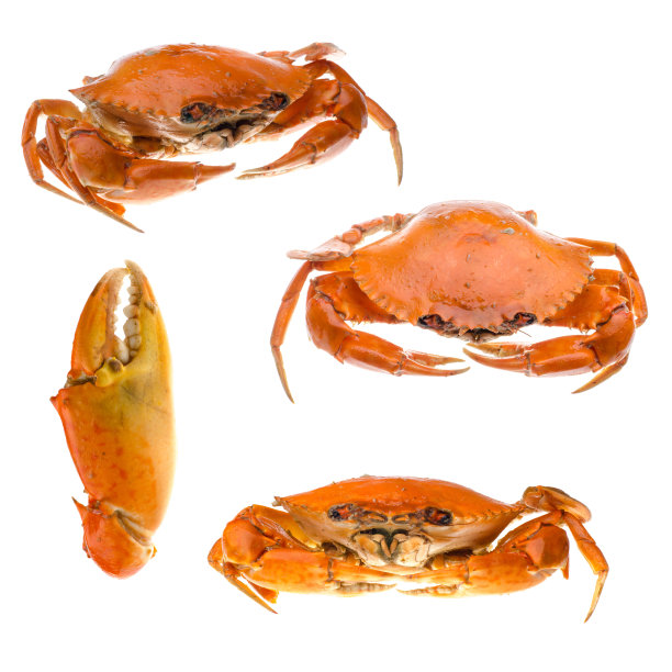 海鲜蟹集合图片下载