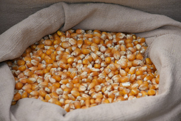 装在麻袋里的玉米桶在市场上出售图片下载