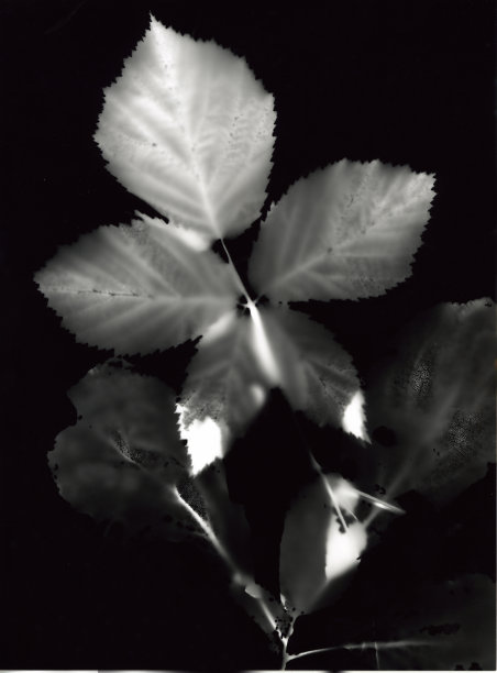 黑色和白色的叶子图片下载