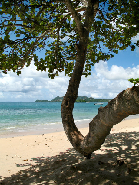 海滩上的扭曲树图片下载