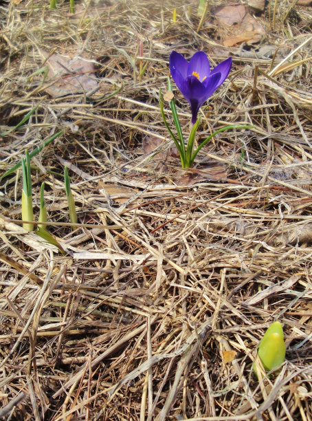 春季番红花图片下载