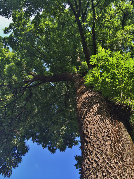 绿色的树图片下载