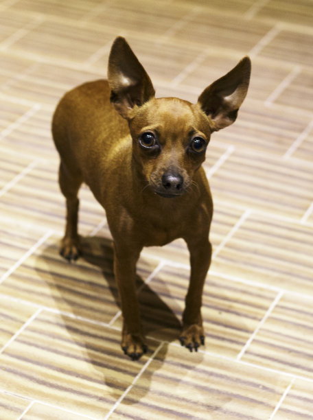 折叠的狗图片下载