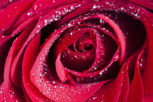 近距离看美丽的红玫瑰图片下载