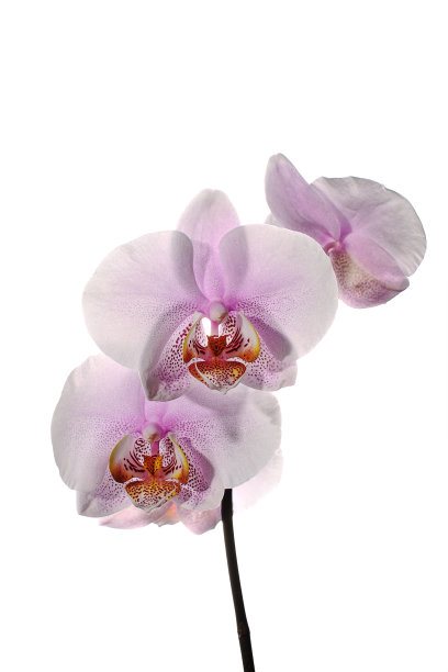 孤立的粉红色和白色兰花图片下载