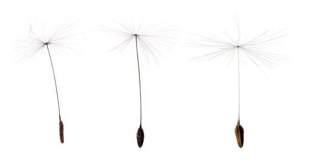 三颗蒲公英种子孤立在白色上图片下载