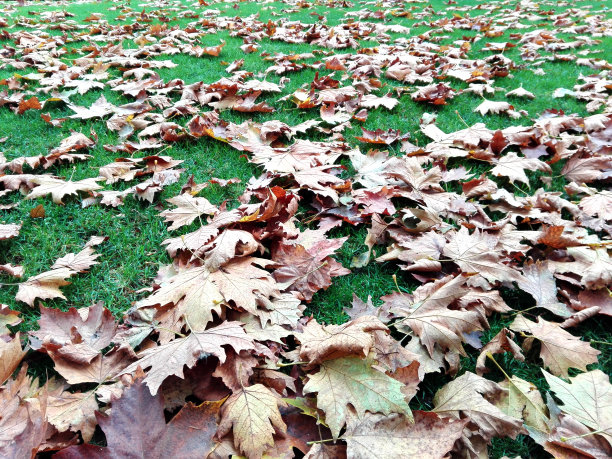 秋天的树叶和绿色的草图片下载