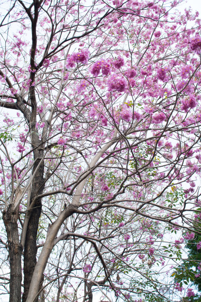 粉红色的花盛开图片下载