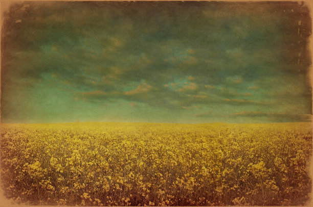 绿色的田野和蓝色的天空图片下载