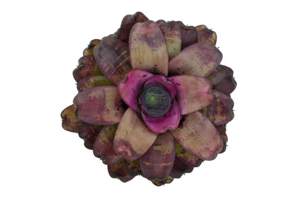 凤梨科植物图片下载