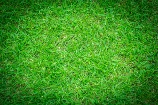 绿色的草地图片下载