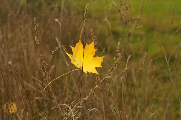 秋天的叶子图片下载