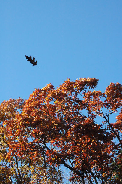 新英格兰的秋天橡树与copyspace图片下载