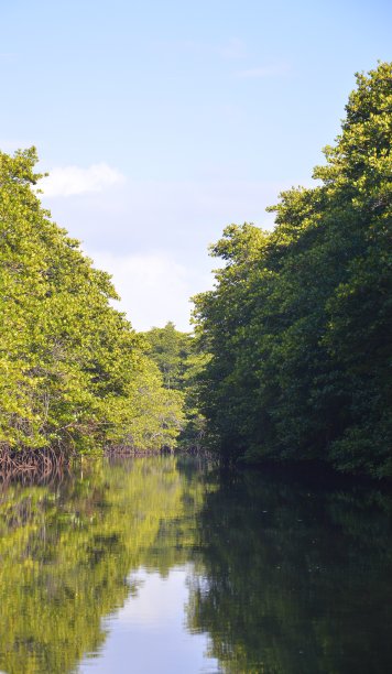 红树林和浅水图片下载
