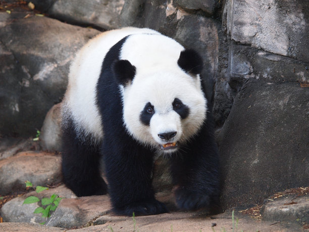 可爱熊猫图片素材ID：138583612