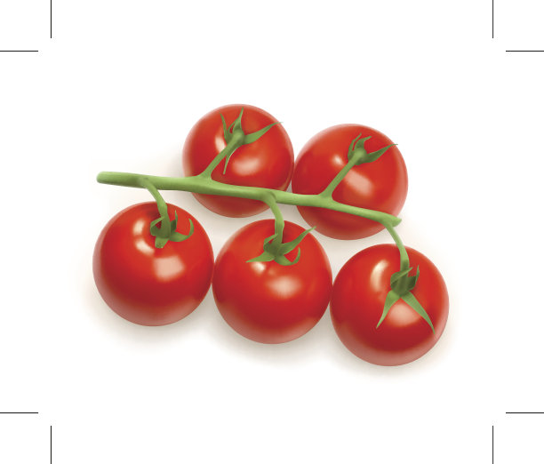 樱桃番茄，矢量插图图片下载