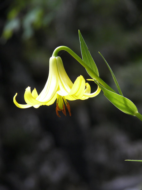 黄色的花图片下载