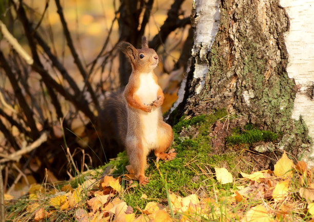 松鼠图片下载