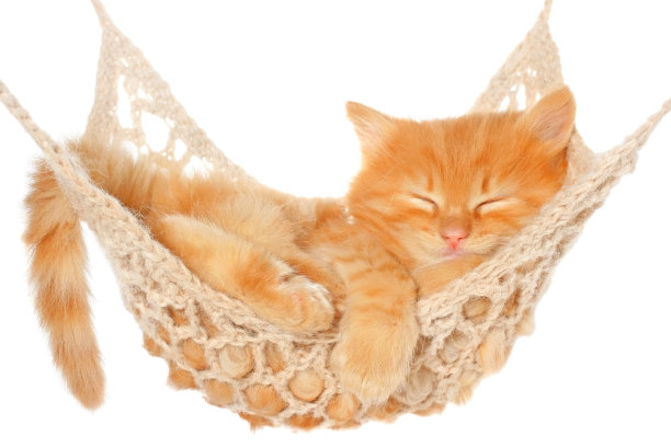 在吊床上睡觉的可爱红发小猫素材图片
