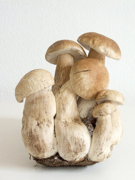 靠墙的蘑菇特写镜头图片下载