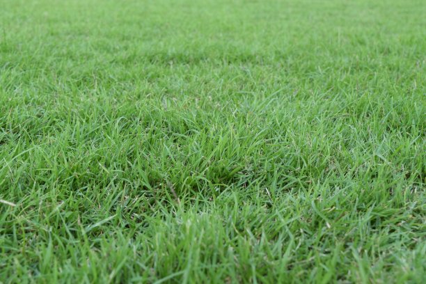 天然绿色草地作为背景图片下载