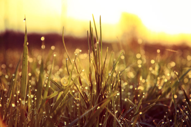 新鲜的早晨素材图片