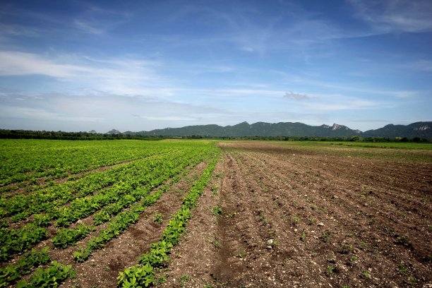 农业景观。图片下载