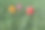 高草上的小气球的特写图片下载