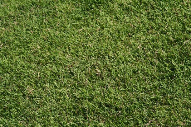 草质地图片下载