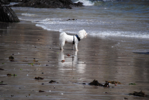 海滩上的狗图片下载