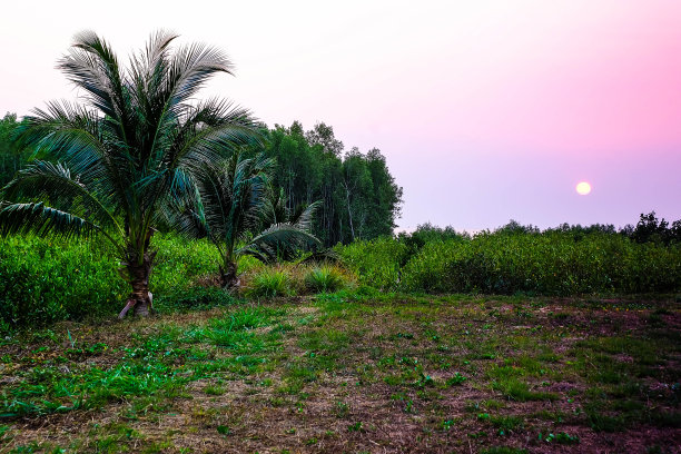 椰子树和日落的景色图片下载